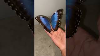 Female blue morpho butterfly! #butterfly #butterflies #animals #viralshorts #feedshorts