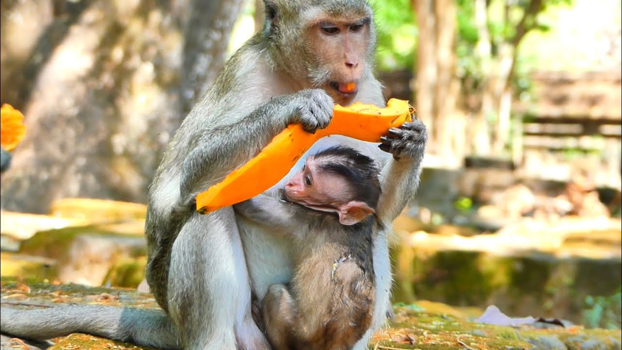 Little cutest monkey trying to request milk mother looks hungry to much, 
