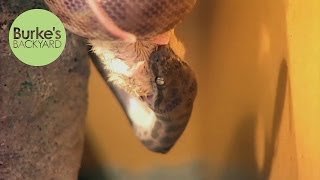 Celebrity Burke's Backyard, Children's Python Road test Wealth