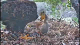 Fraser Point Cam II. Little eagle bites its Mom and get a ride up. 04.08.2024
