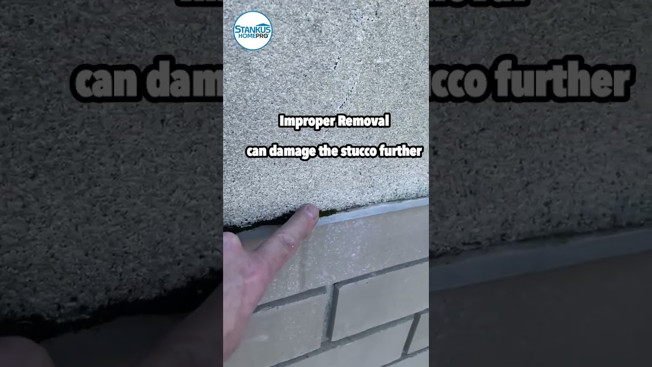 Moss Alert! Urgent Stucco Repair Needed at Local Business!  
