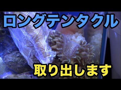 閲覧注意 さよならロングテンタクル 海水魚水槽 Youtube