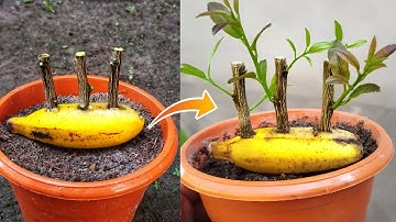 How To Propagate Lemon Tree From Cuttings With Banana || with 100% successful