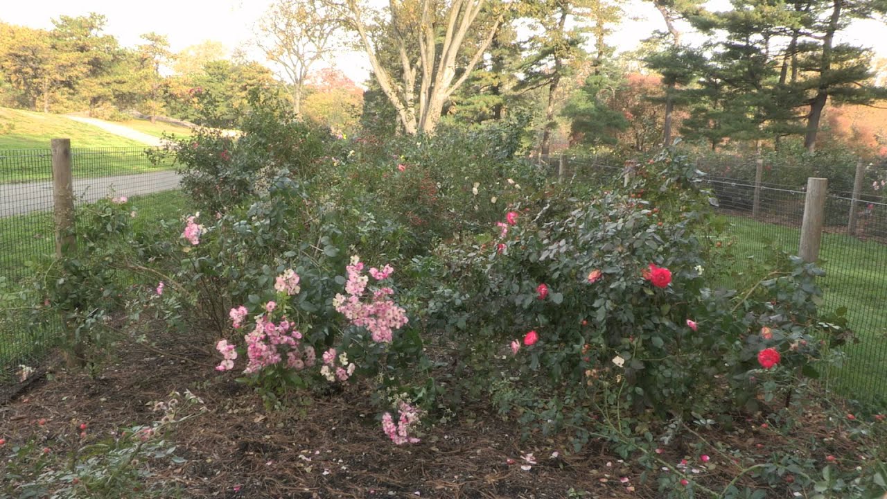 gardenia NE Eathkind Rose Trials Bed Update