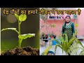 पेड़ पौधों का हमारे जीवन में क्या महत्व है 🥰❤️🥰#poojagarden #youtube #viedo #yt #plants #nature