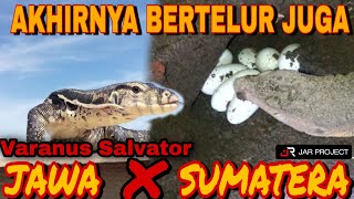 Cara membuat inkubator penetasan telur reptil varanus salvator