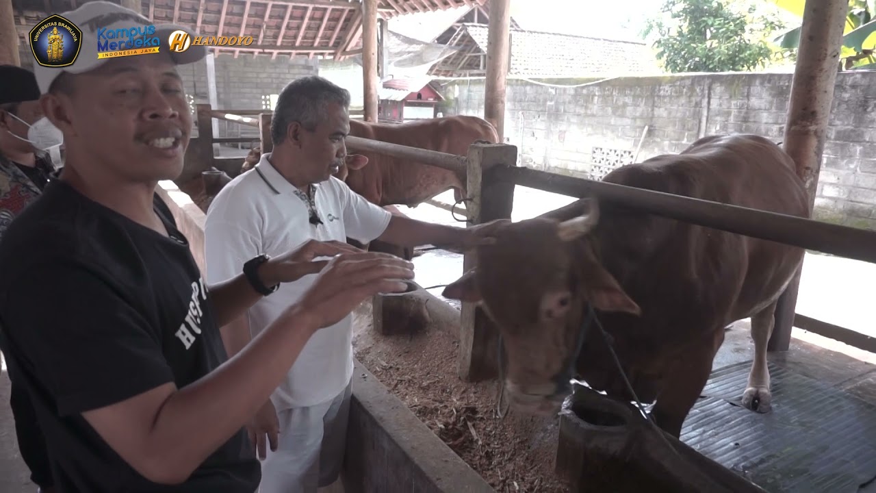 Materi Pembelajaran Lapang - PKKM UB PS. Peternakan UD Handoyo - Seri 1 Sapi Potong