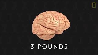 Brain 101 National Geographic