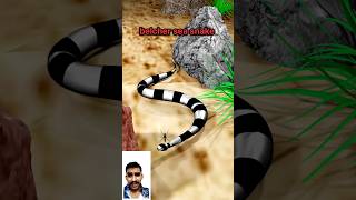janiye belcher sea snake ke bare me #animation #snake #cartoon