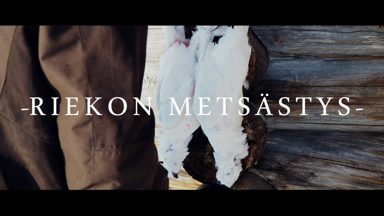 Riekon metsästys / Willow grouse hunting