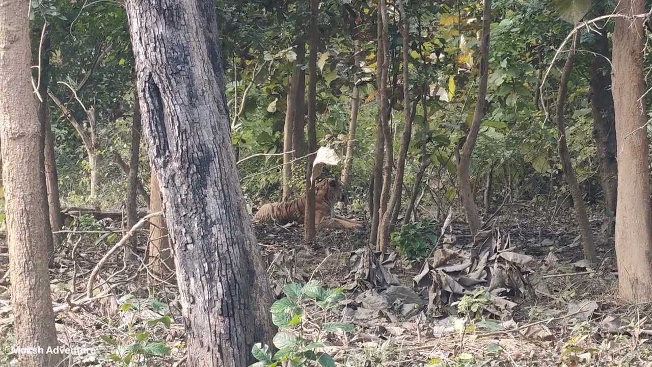 Jim Corbett National park safari tiger was sitting inside the forest 