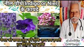 Benefits of Indigo or Niel/ नील पौधे के फायदे।#डॉराघोDrRaghoआयुर्वेदाशक्ति#डॉआरपीसिंहDrRPSingh