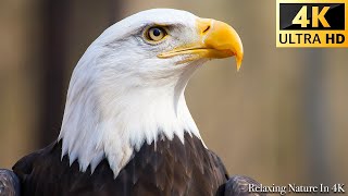 Our Planet | 4K African Wildlife  Eagles 4K: Amazing African Birds (Video 4K ULTRA HD)