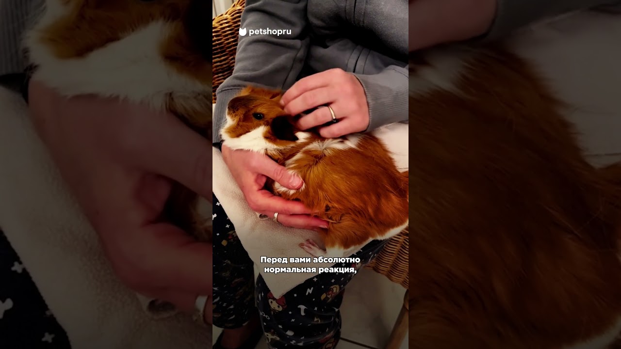 Умеют ли мурлыкать морские свинки? #интересныефакты
