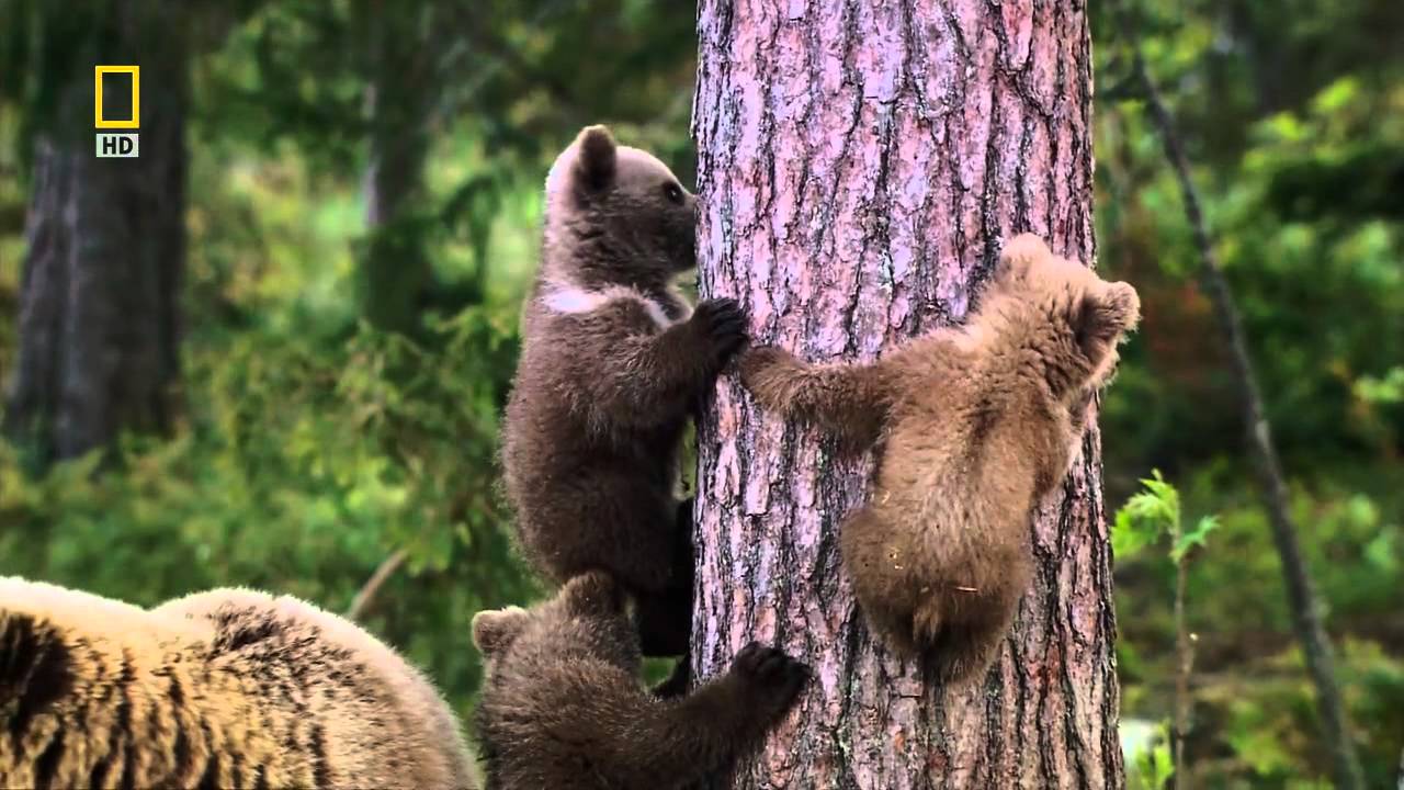 Дикая россия видео. Природа лес. 6 National Geographic.первозданные Долины.mp4. Raccoon.