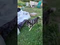 Кошка гоняет собаку. Тайсон | Шепски (метис хаски) #хаски #немецкаяовчарка #шепски