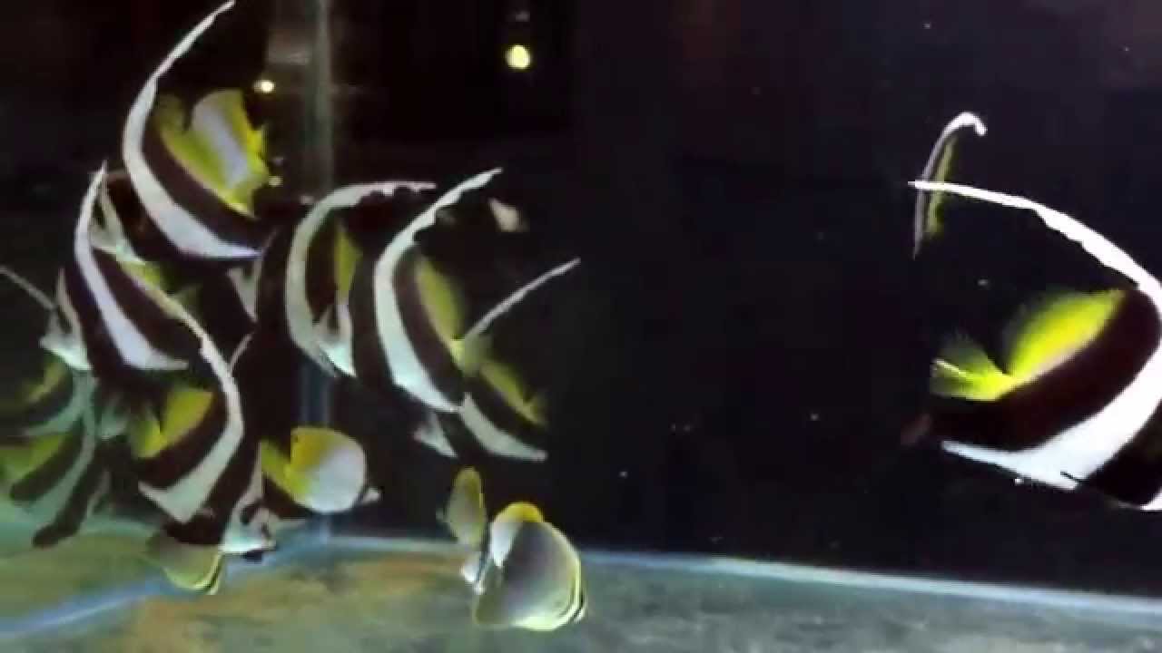 Auriga Butterfly And Banner Fish Schooling Youtube