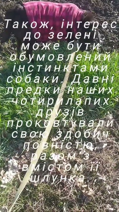 Чому собаки їдять траву? #трава #собаки #їжа #ліки #милана #природа # ...