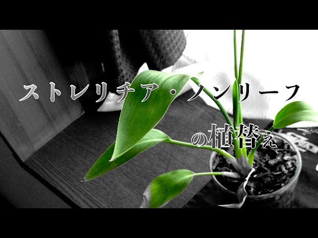 ストレリチア・ノンリーフが根詰まりの兆候！3年ぶりに植替えた
