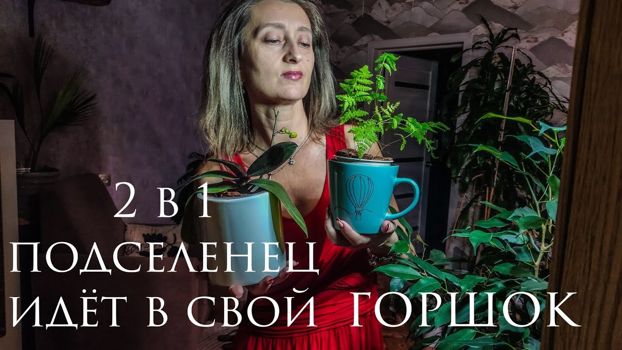 Когда пора заглянуть в корни #пересадка #орхидеи