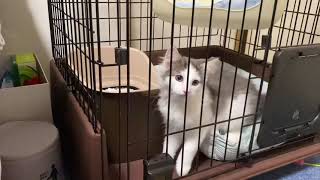猫ゲージにチェンジしたら子猫が子猿になりました