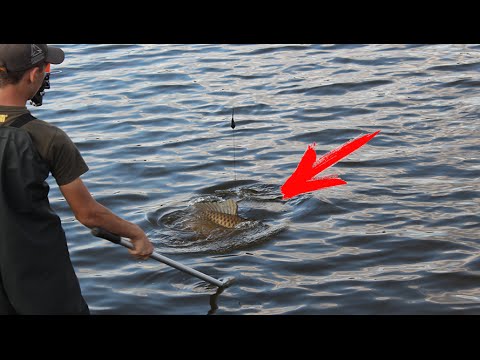 Ловля карпа на бойлы.Карпфишинг/Carp fishing boilies on.Carp fishing