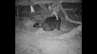 Wombat and Devil Face-Off