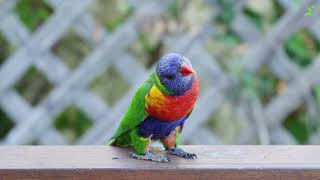 10 Most Beautiful Birds on Earth — And The Exact Science Behind Each One