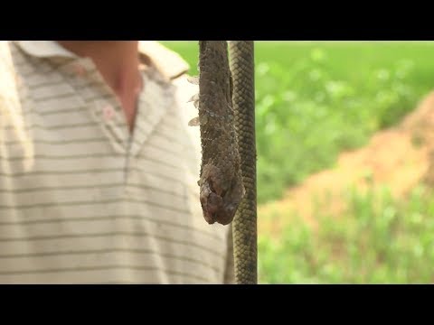 الأفاعي تؤرق سكان قرية مصرية