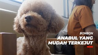 Bonbon Anabul yang Mudah Terkejut Hingga Tidak Terkontrol  Team Rajanti Talks with Animals