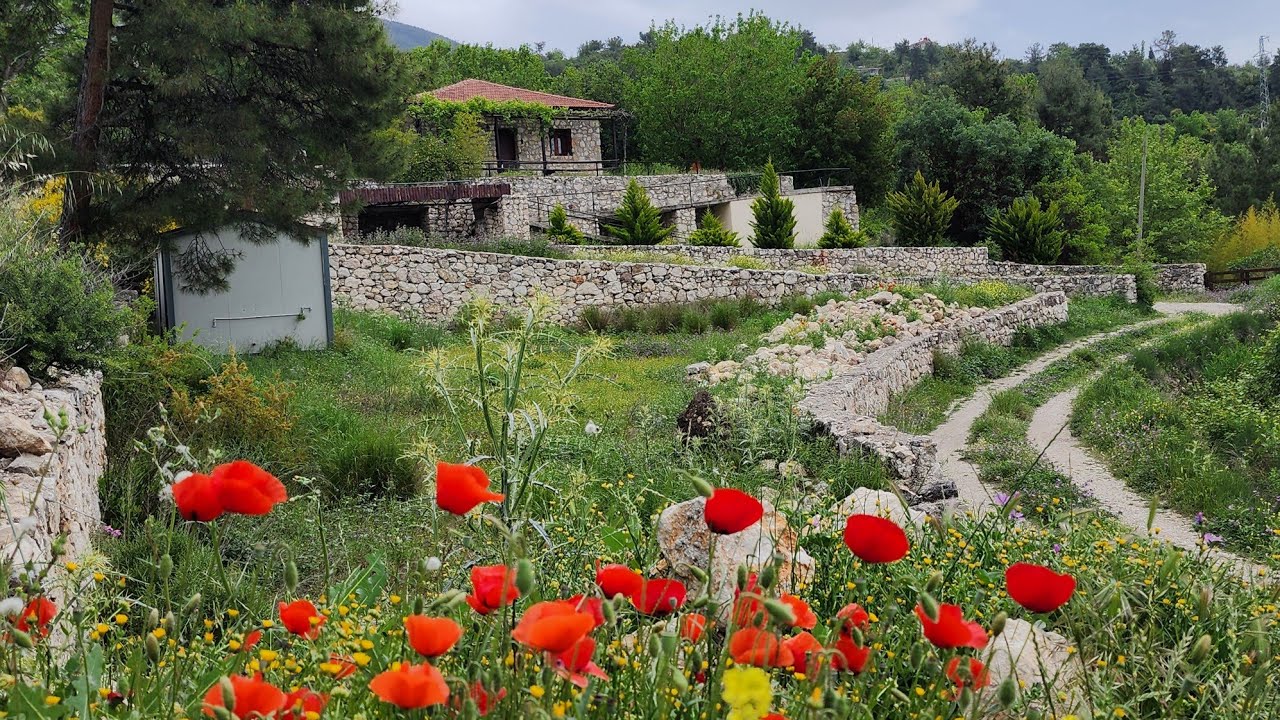 Bağlıağaç Köyünde Satılık Müstakil Deniz Manzaralı Köy İçi 960 Metrekare Arazi Ev ve Bahçe🍑🍐🍇🏡🏠