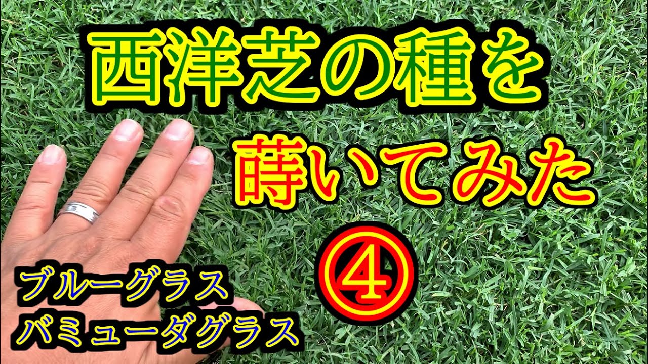 芝生 たけちよ芝生を育てる Youtube 芝生 たけちよ芝生を育てる Youtube