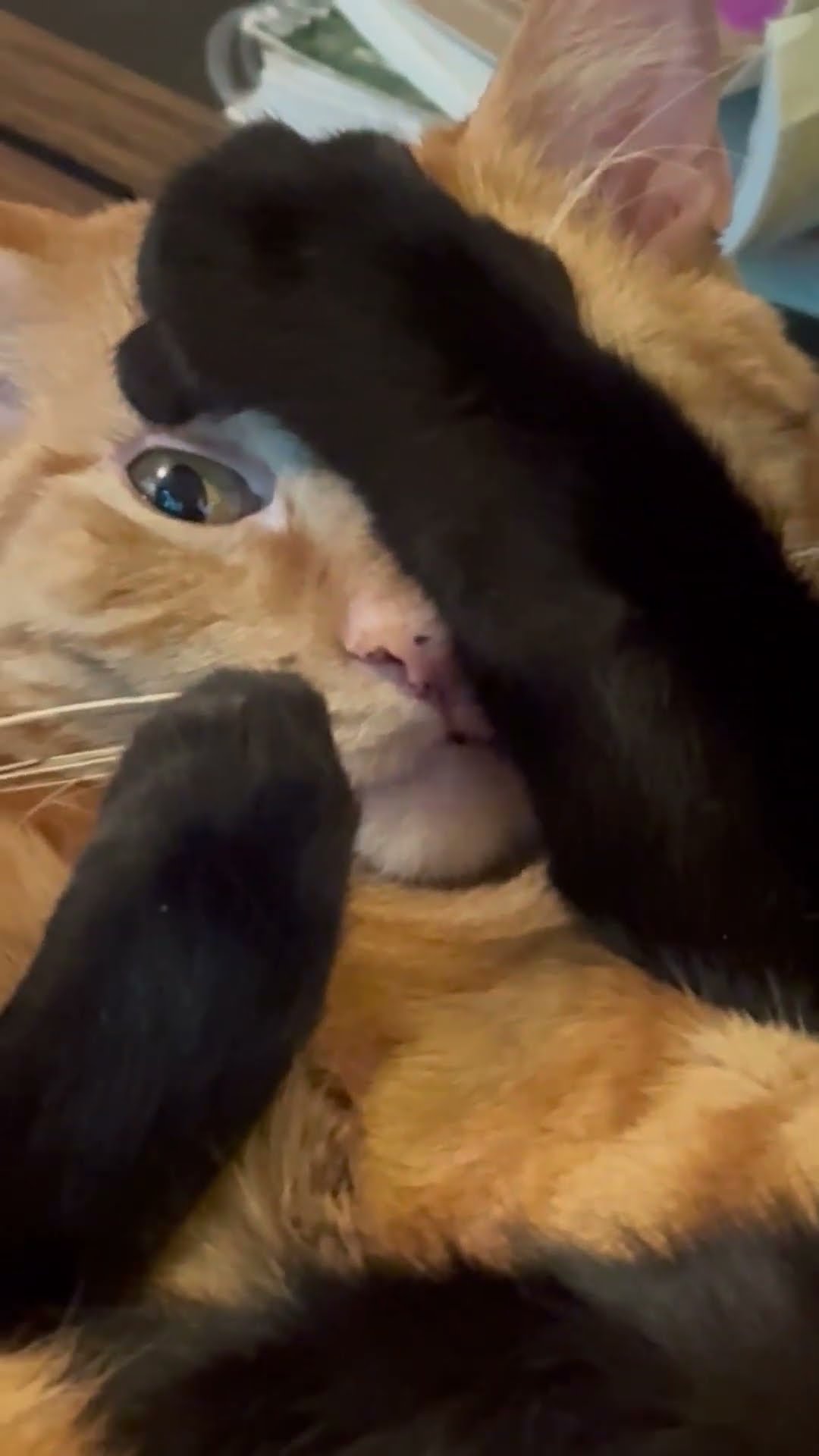 Cats Crave Opposite Kinds Of Cuddles || ViralHog