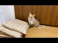 もってこい遊びに目覚めたうさぎ…じゃなくてコーギーの子犬