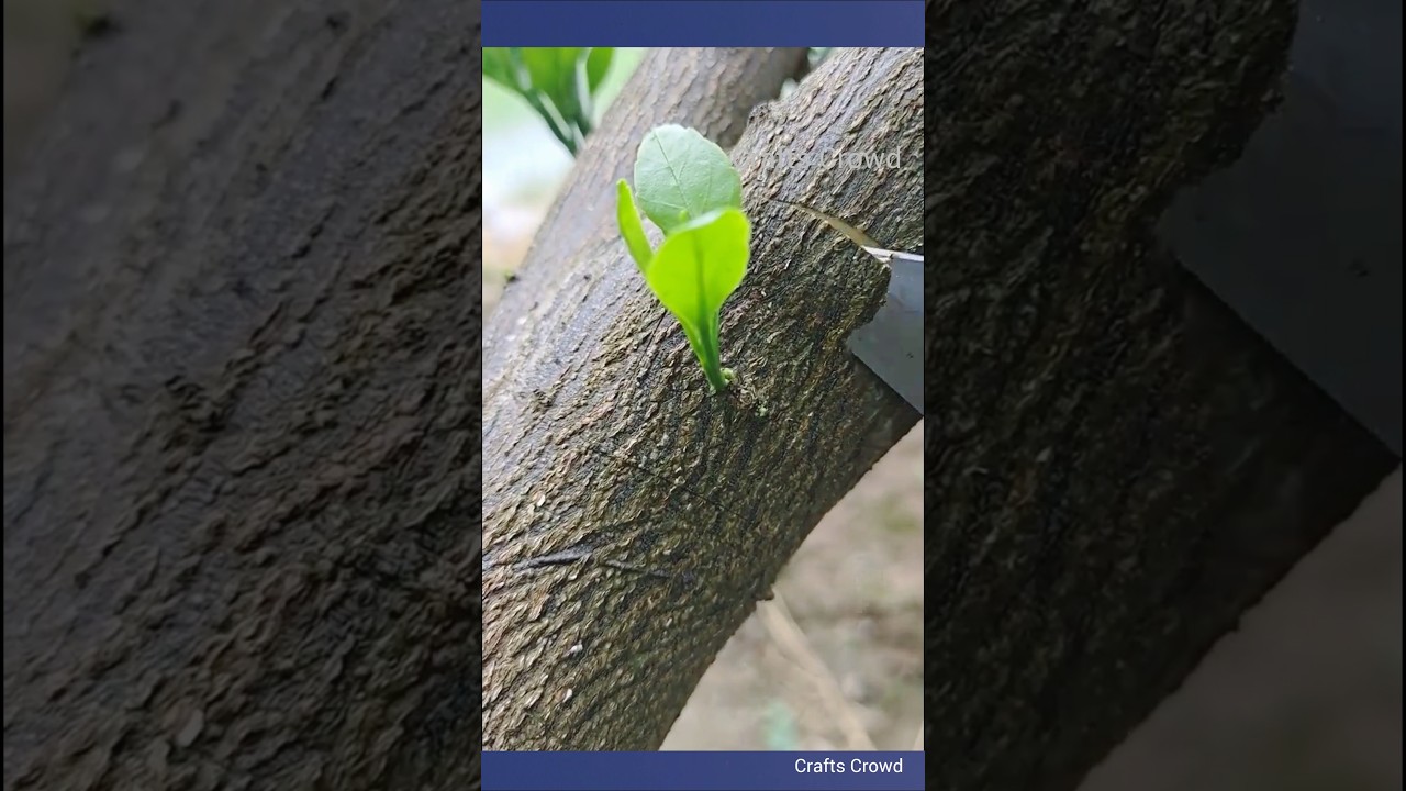 Secret to Plant Grafting Success Revealed