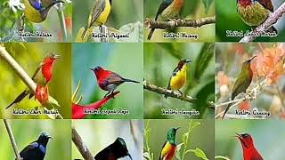 Download Lagu Musik Terapi burung kolibri dan suara air dijamin Gacor MP3