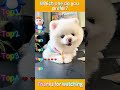 Funniest AnimalsMoments#funnyanimals #animalcomedy #dog#funny#funnyanimals#funnypets#animals