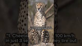 3 Ultimate Animals: Cheetah, Monkey &amp; Wolf! 🐆🐺 #shorts #wildlife