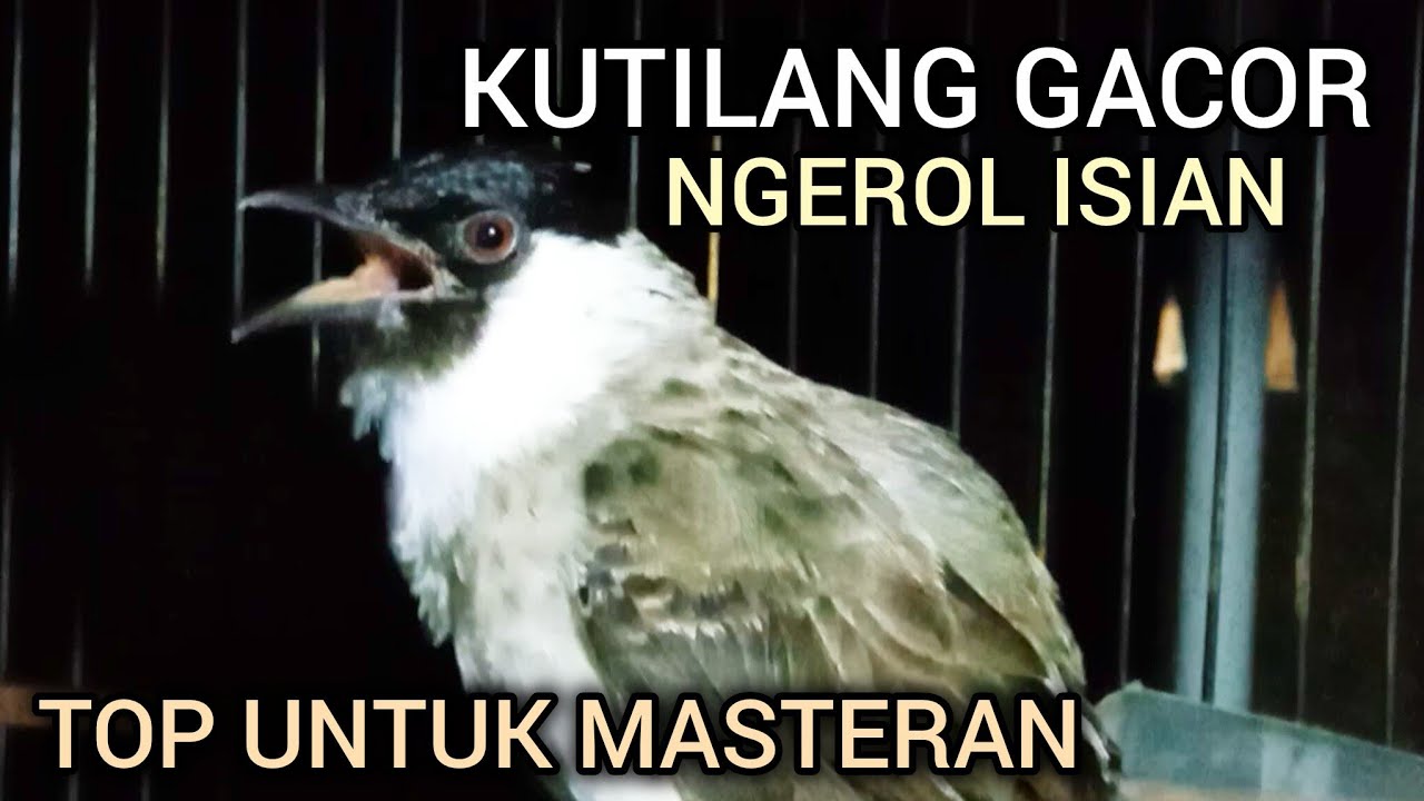 KUTILANG GACOR NGEROL VOLUME PAS UNTUK MASTERAN KUTILANG MALAS BUNYI