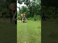 Real elephant in my village youtube elephant animals viral chandanpradhan77 shorts