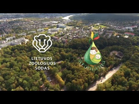 Video: Arbatmedžio Aliejus Ir Naminių Gyvūnėlių Toksiškumas