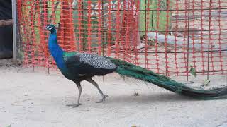Peacock on Sentosa island (continuation)