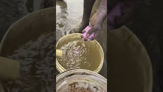 Fertigation Of Npk 19 19 19 Through Drip Irrigation