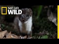 This weasel is an insatiable serial killer  nat geo wild