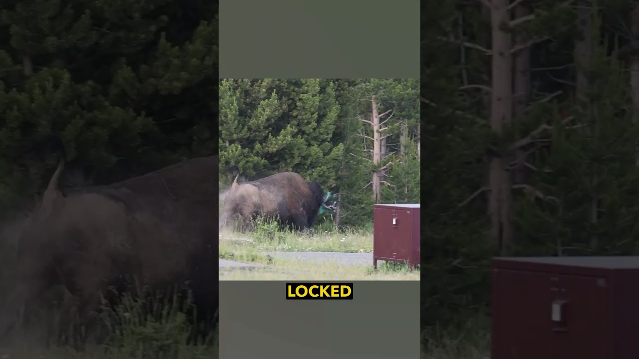 Grandpa vs Bison - Ozzy Man Quickies