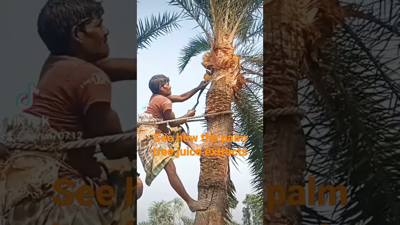See how the palm tree juice extracts