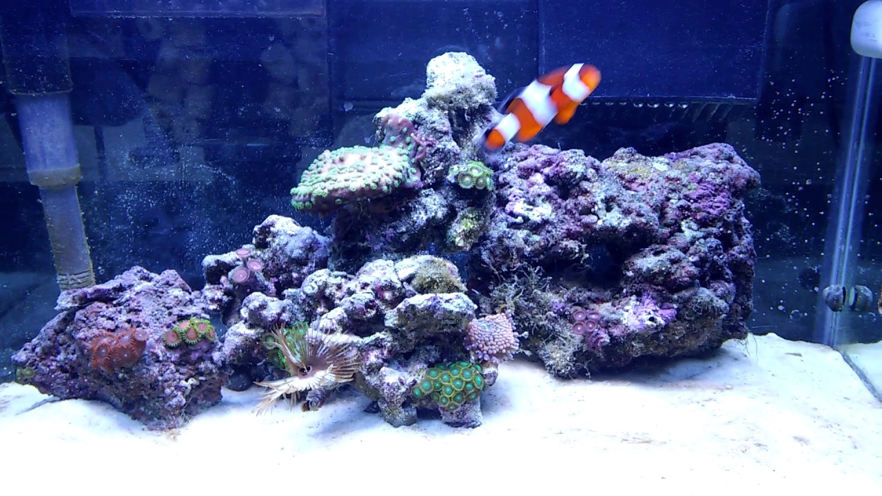 15 Gallon nano reef tank.