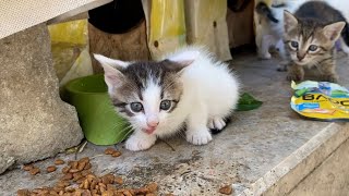 Cute Kittens and Mother Cat eating with appetite. Kittens are so beautiful.