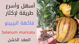 أسرع طريقة لإكثار فاكهة البيبينو/المغد الخشن/pepino/ PEPINO POIRE