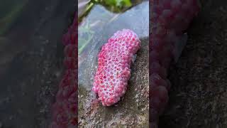 Apple Snail Eggs Asmr Part107
